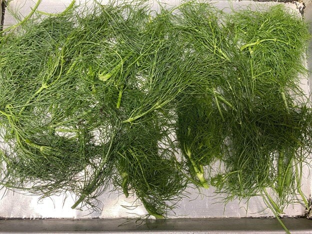 トップス fennel Rediscovering Fennel Tops